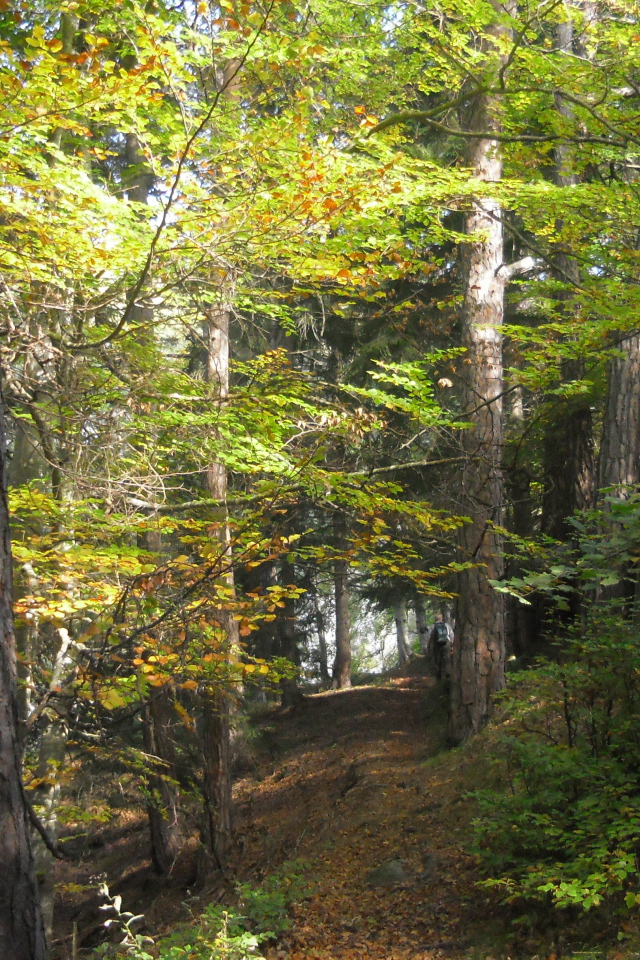 Лес на курорте Тельфс-Бюхен, Австрия