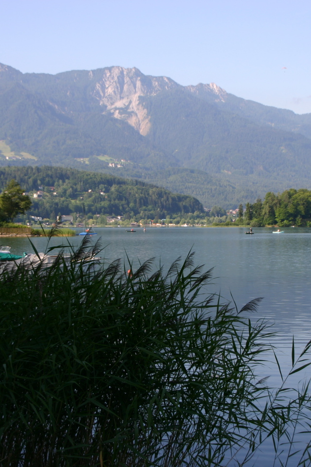 Камыши на озере на курорте Фаакер-Зее, Австрия