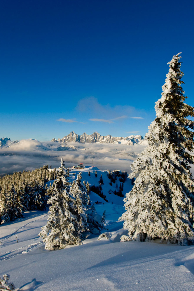 Заснеженная ель на горнолыжном курорте Шладминг, Австрия