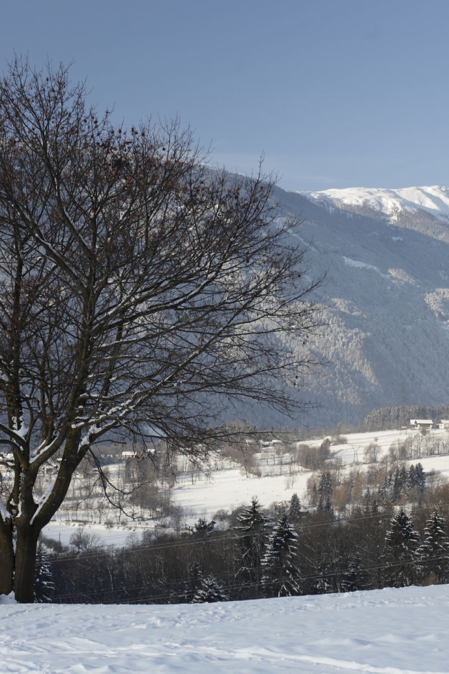 Дерево на фоне гор на курорте Лиенц, Австрия