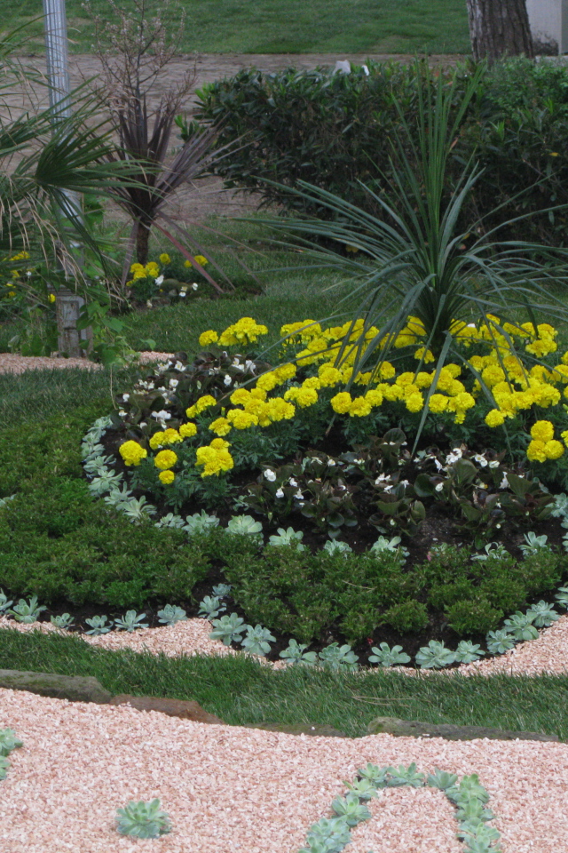 Желтые цветы на курорте Баден, Австрия