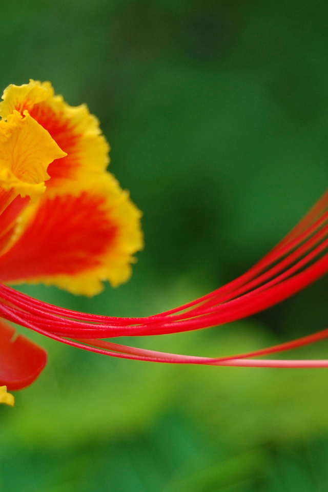 Красивый цветок в Барбадосе