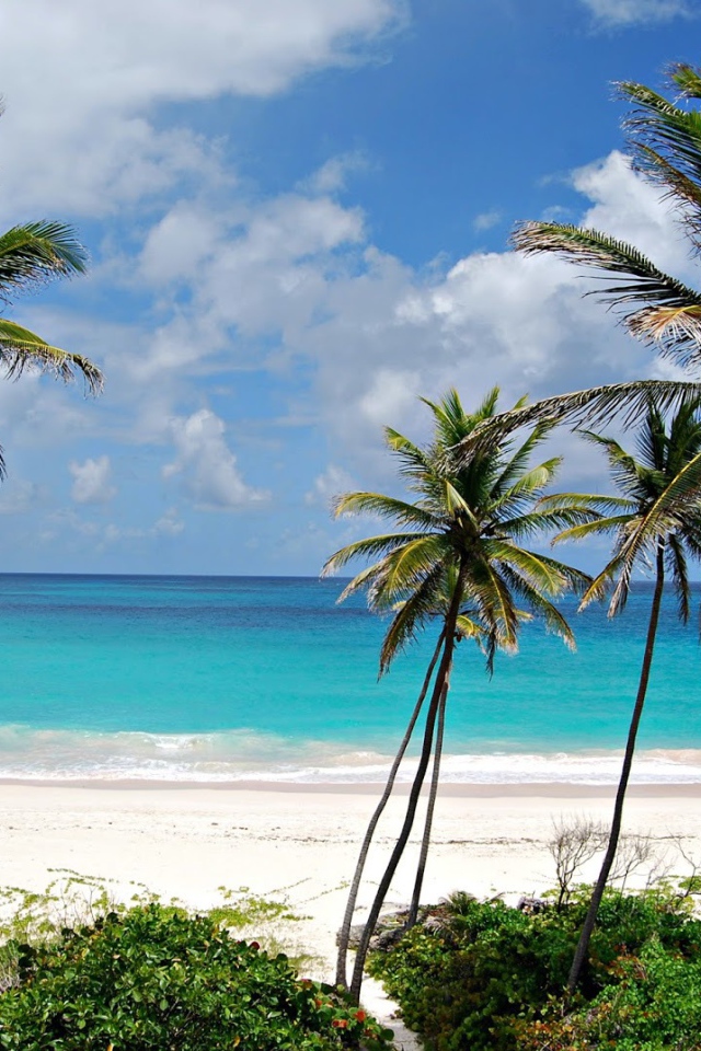 Пальмы на пляже в Барбадосе