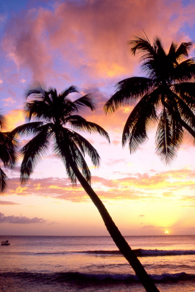 Три пальмы в Барбадосе