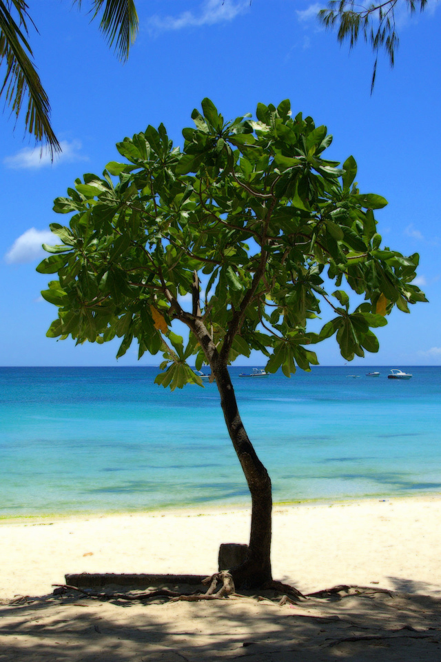Дерево в Барбадосе