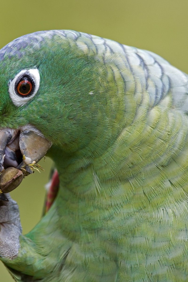 Эффектное Перу