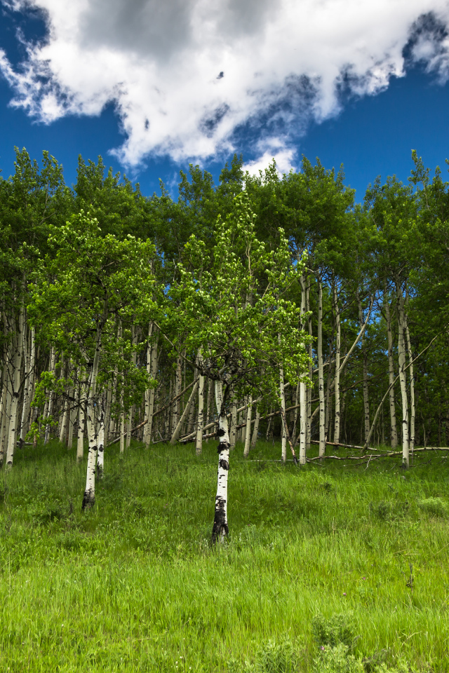 Альберта, Канада