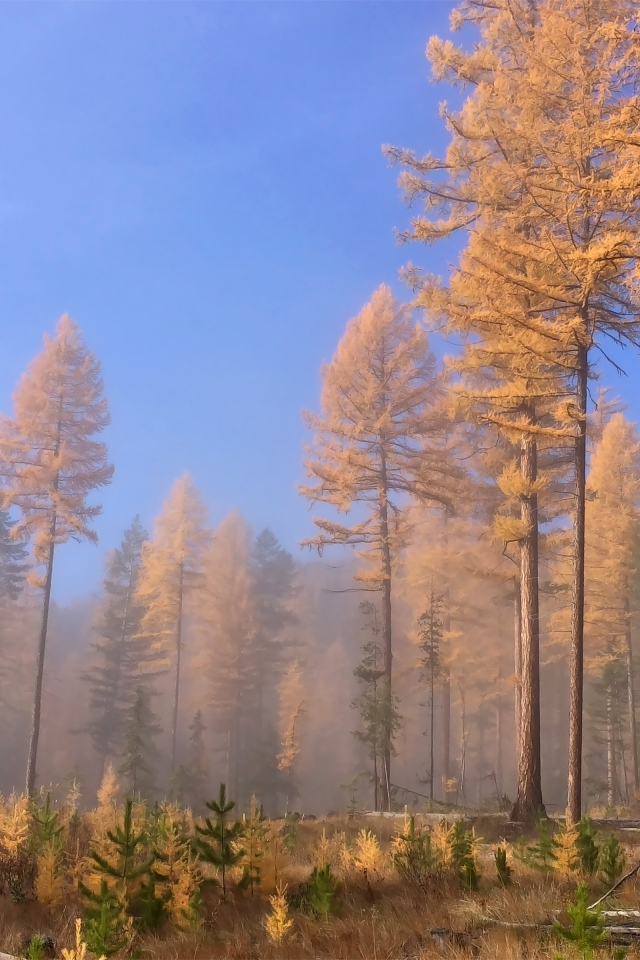 Доисторические леса, Британская Колумбия, Канада