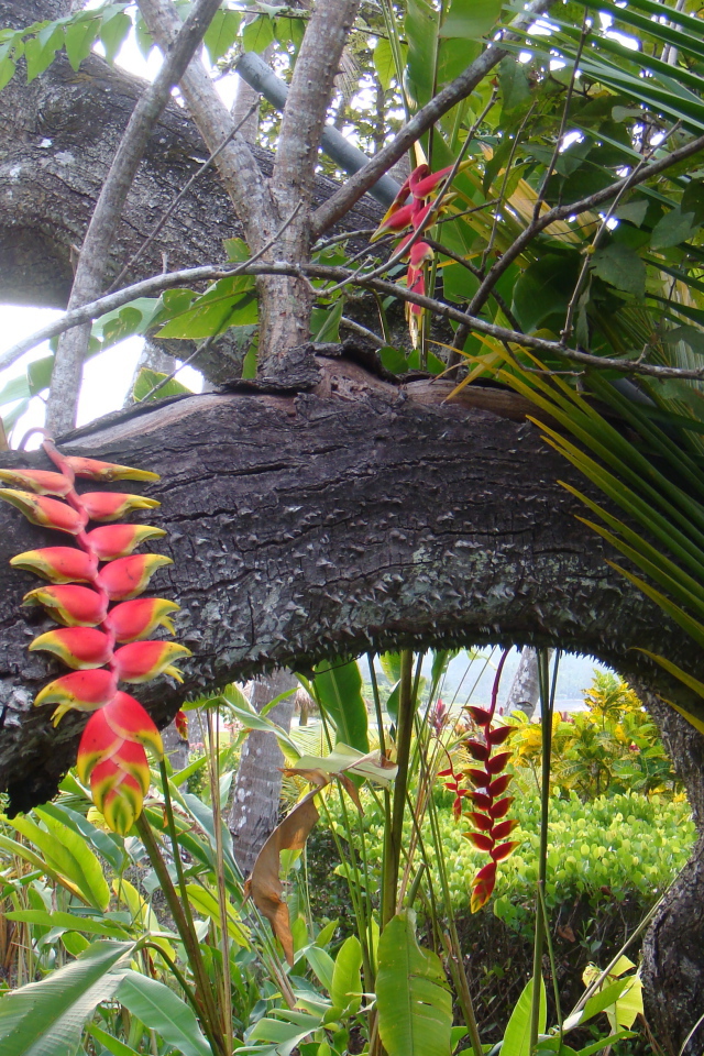 Красивые деревья в Коста-Рике