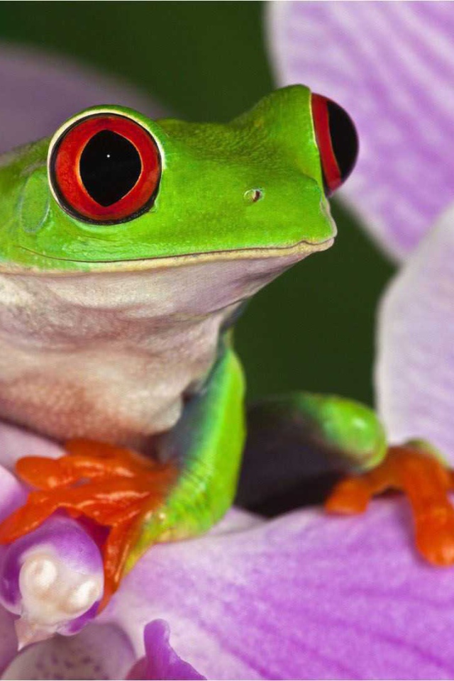 Красивая страна Коста-Рика