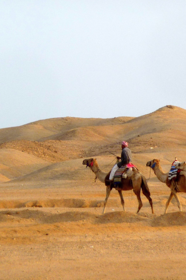 Прогулка на верблюде на курорте Эль Кусейр, Египет