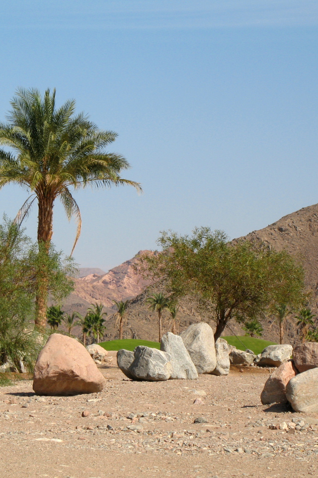 Пальмы на фоне гор на курорте Таба, Египет