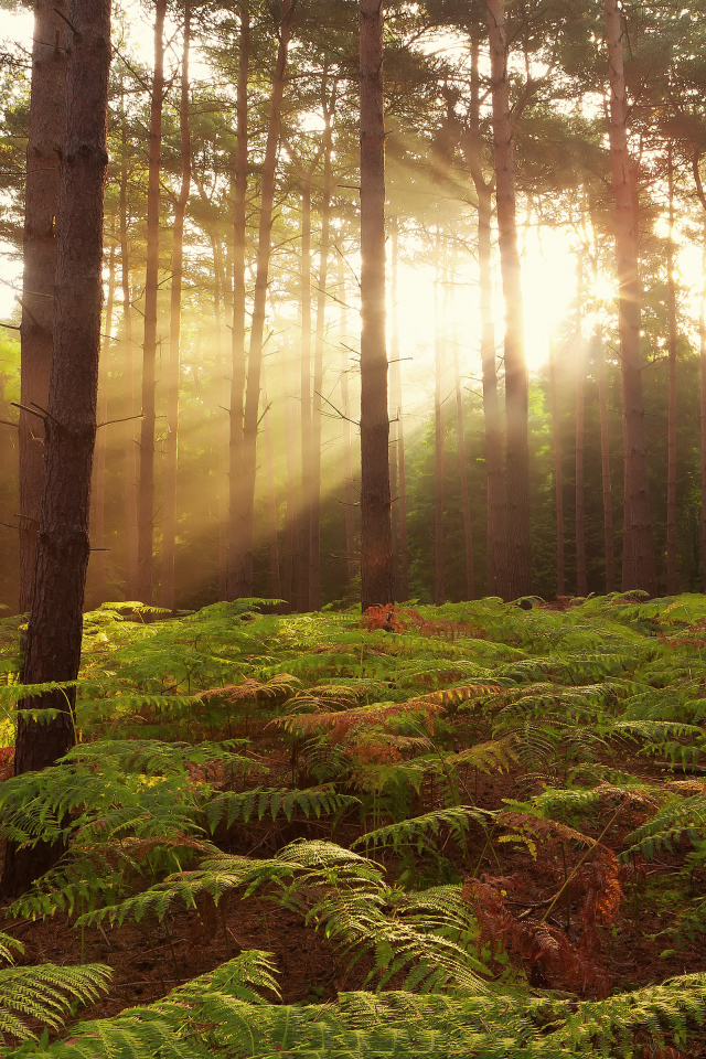 Рассвет в лесах Броксборн, Великобритания