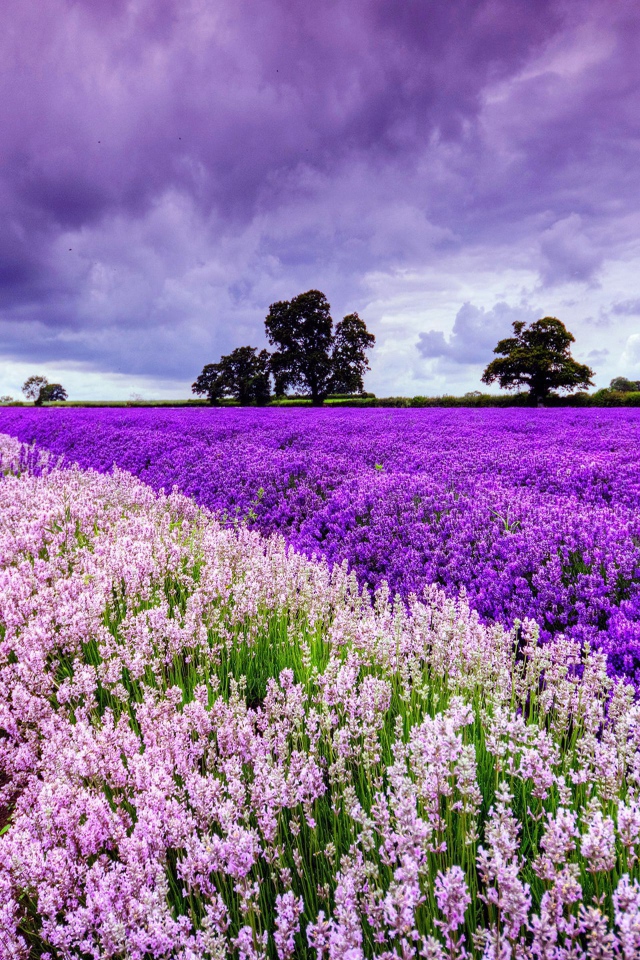 Цветущее поле в Провансе, Франция