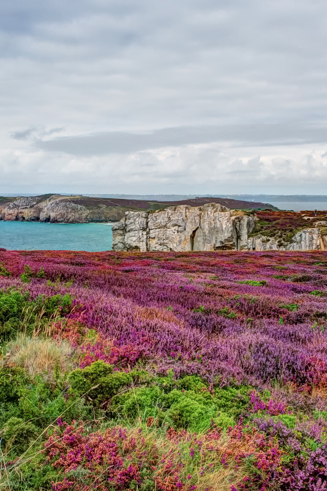 Цветущие поля в Бретань, Франция