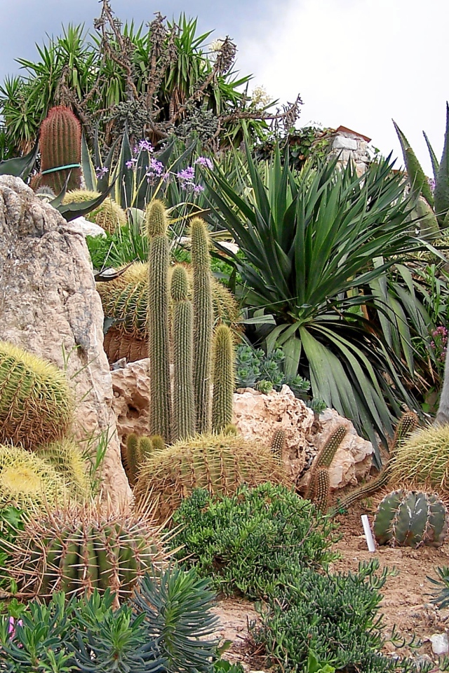 Кактусы на курорте Эз, Франция