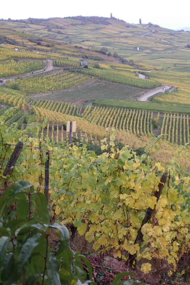 Бескрайние виноградники в Эльзасе, Франция