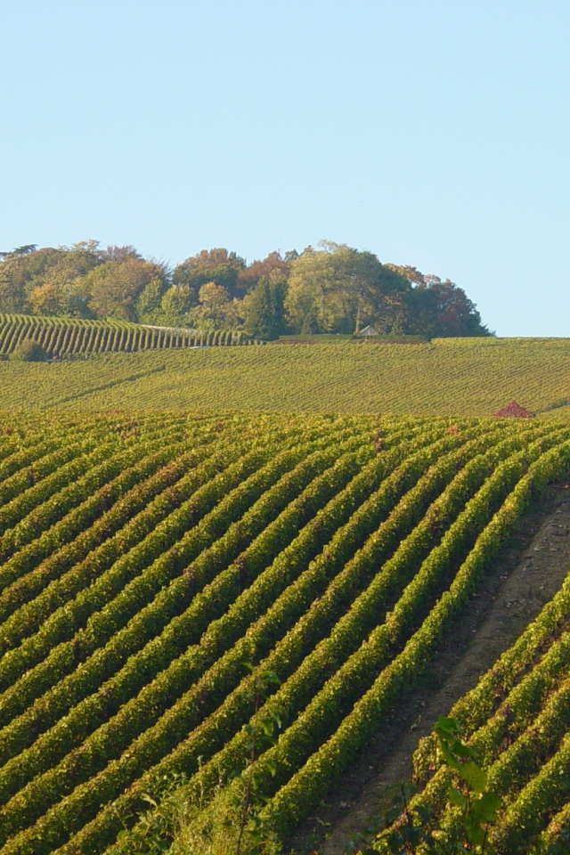 Поля  виноградников в провинции Шампань, Франция