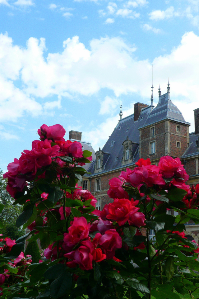 Цветы в Нормандии, Франция