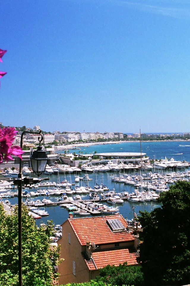 Цветы на фоне порта в Каннах, Франция
