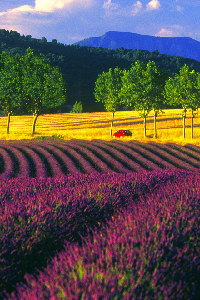 Пейзаж в Провансе, Франция