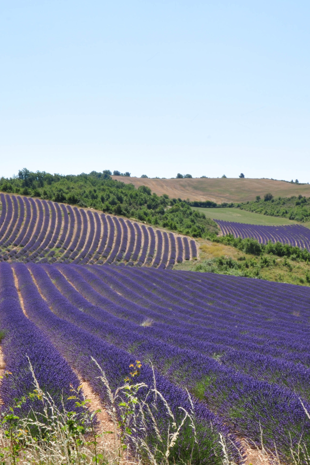 Лавандовые поля в Провансе, Франция