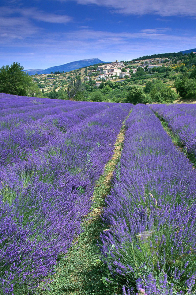 Лаванда на фоне города в Провансе, Франция