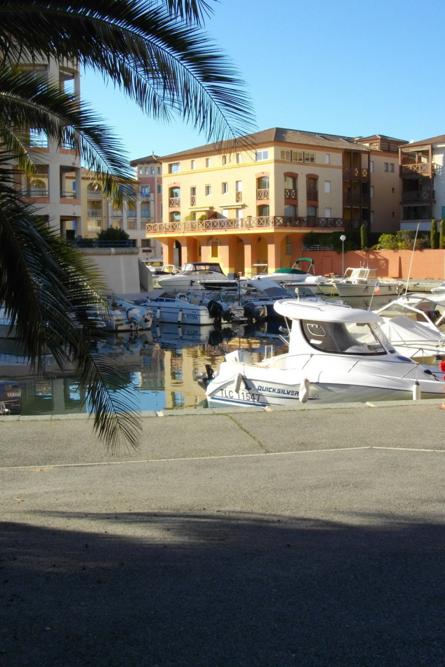 Пальма в порту на курорте Порт Де Фрежюс, Франция