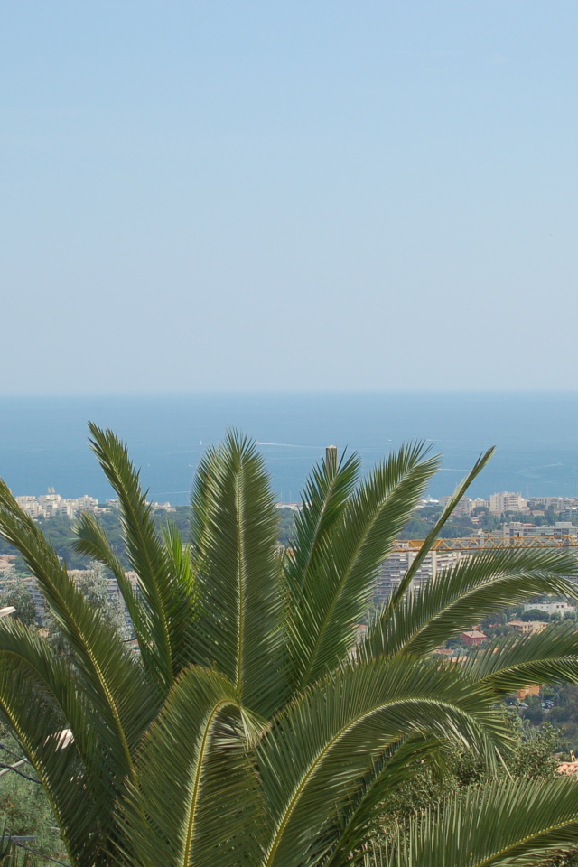 Пальма на фоне города на курорте Манделье ля Напуль, Франция