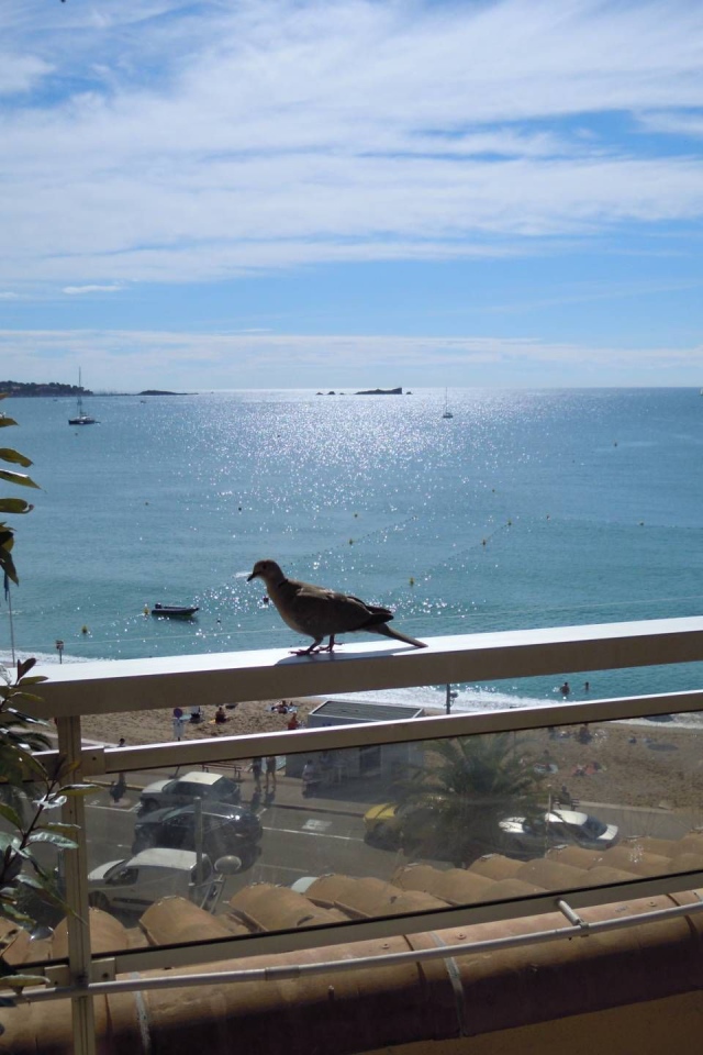 Голубь на балконе на курорте Порт Де Фрежюс, Франция