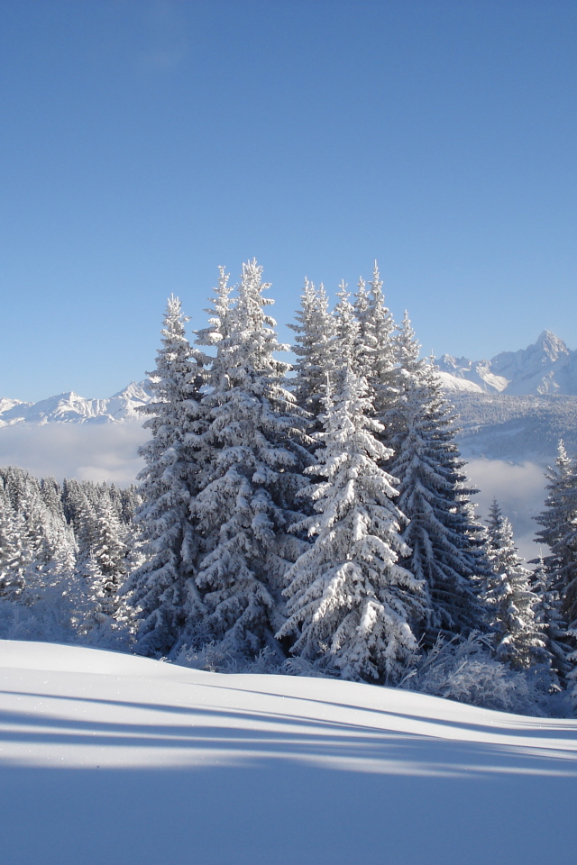 Заснеженные ели на горнолыжном курорте Межев, Франция