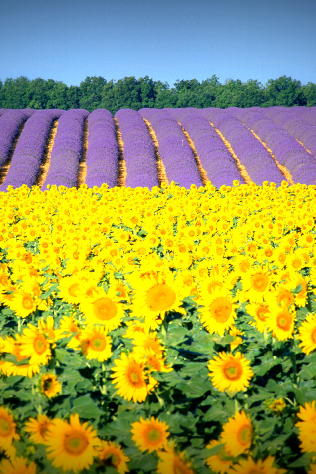 Подсолнухи в Провансе, Франция