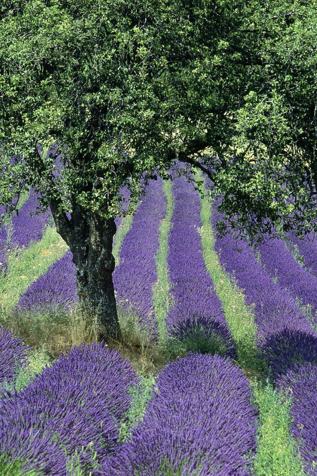 Дерево в поле в Провансе, Франция