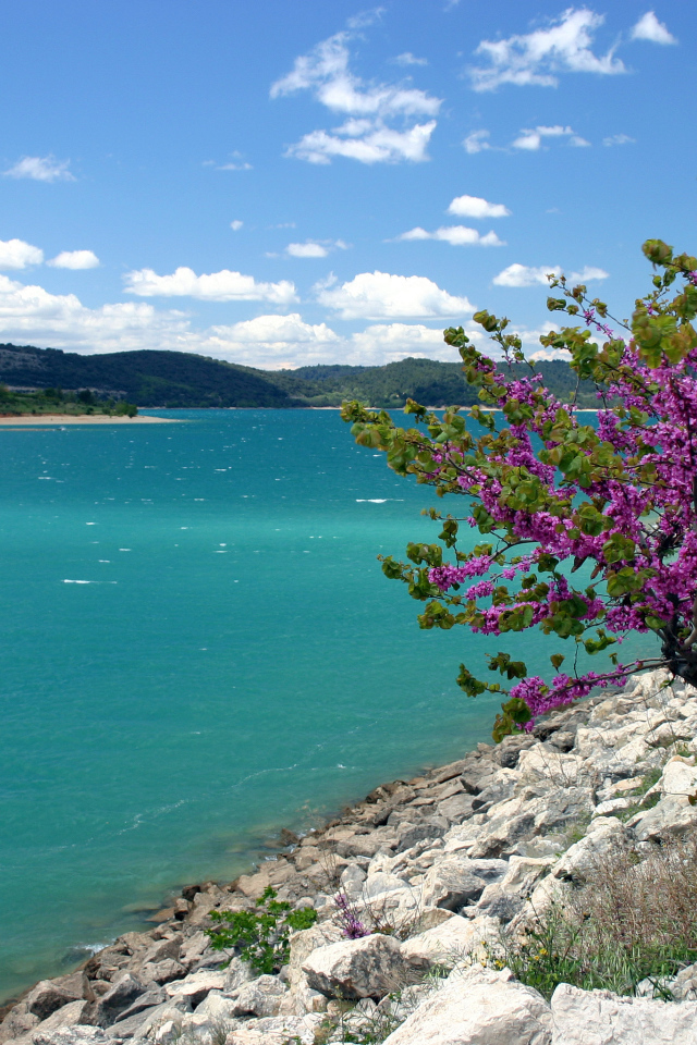 Дерево на берегу в Провансе, Франция