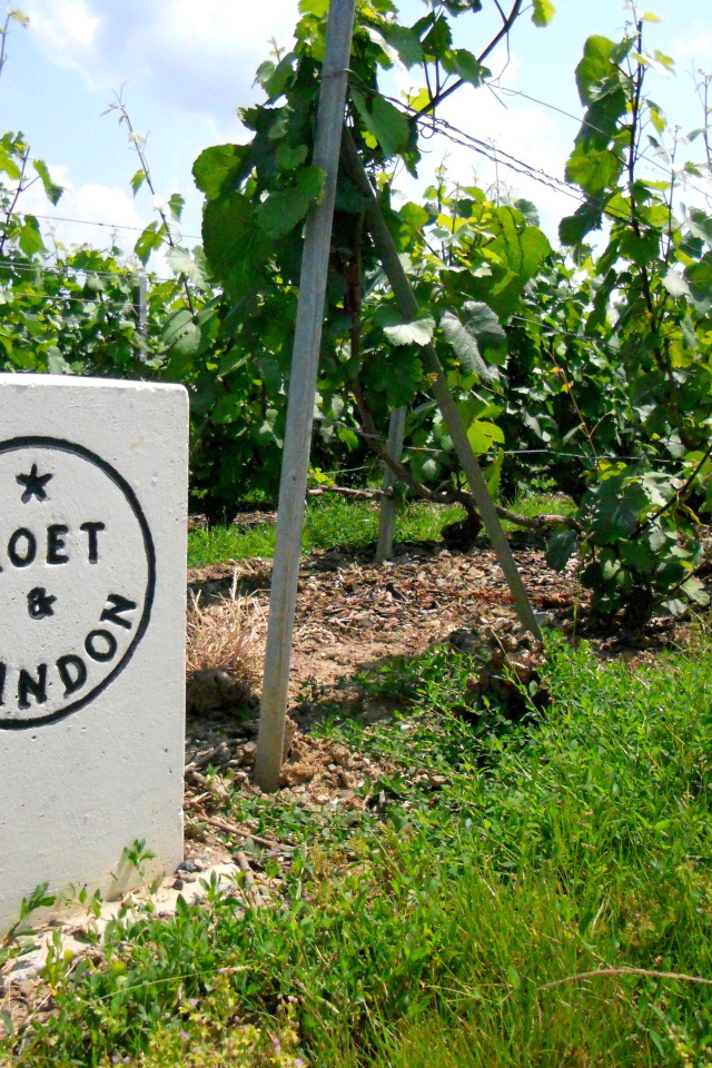 Сорт винограда на камне в провинции Шампань, Франция