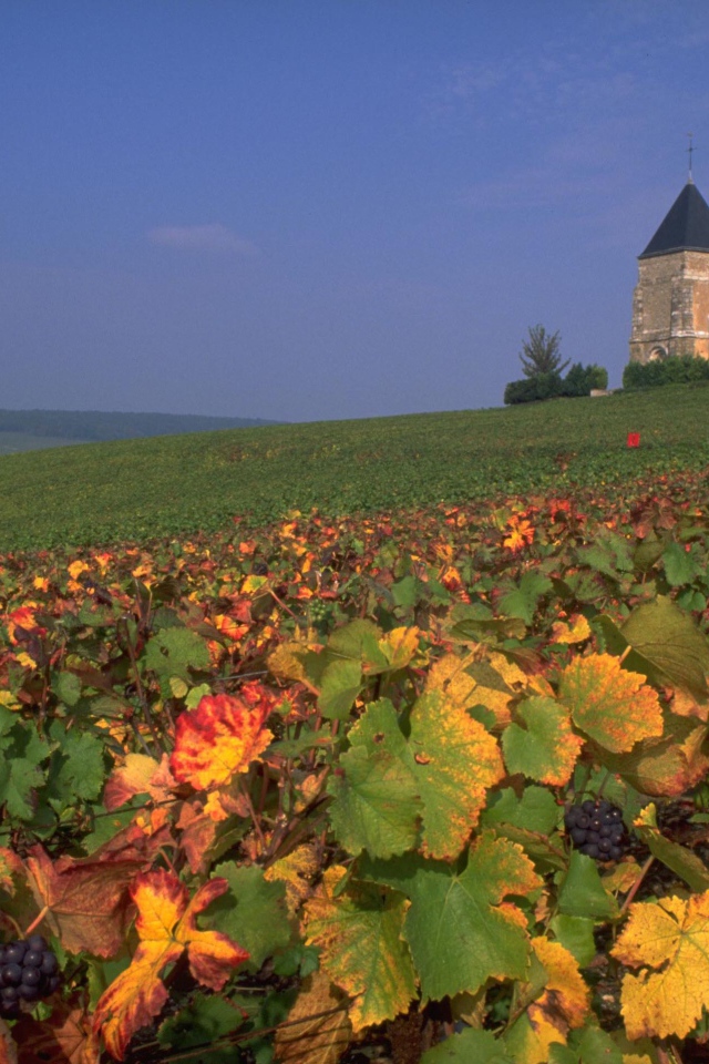 Виноградник в провинции Шампань, Франция