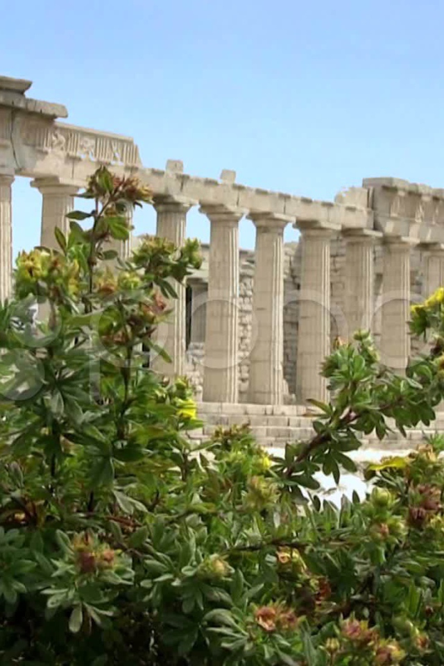 Цветущие кустарники на фоне Акрополя в Афинах