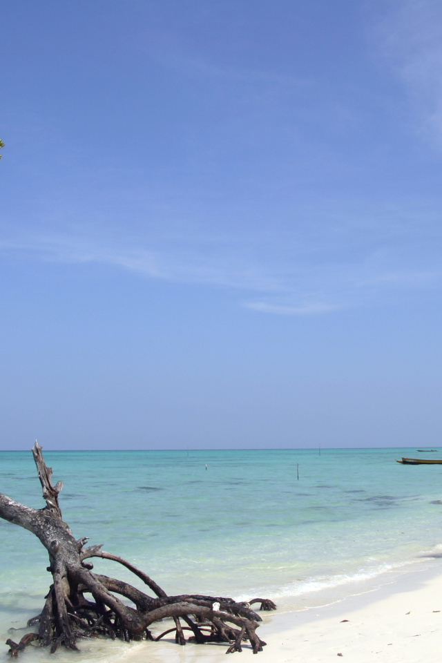 Красивое дерево на Андаманских островах