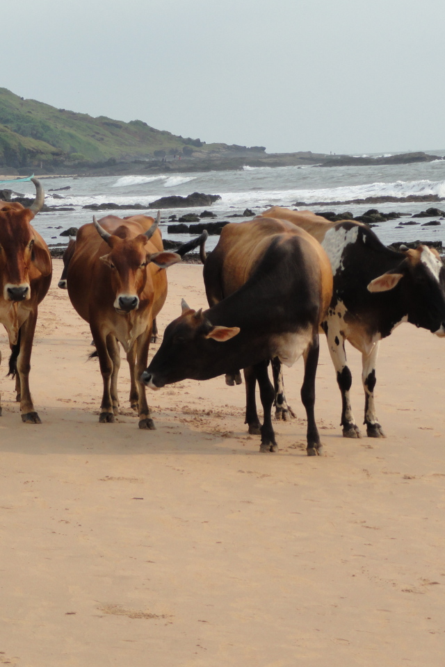 Коровы на пляже в Анджуне