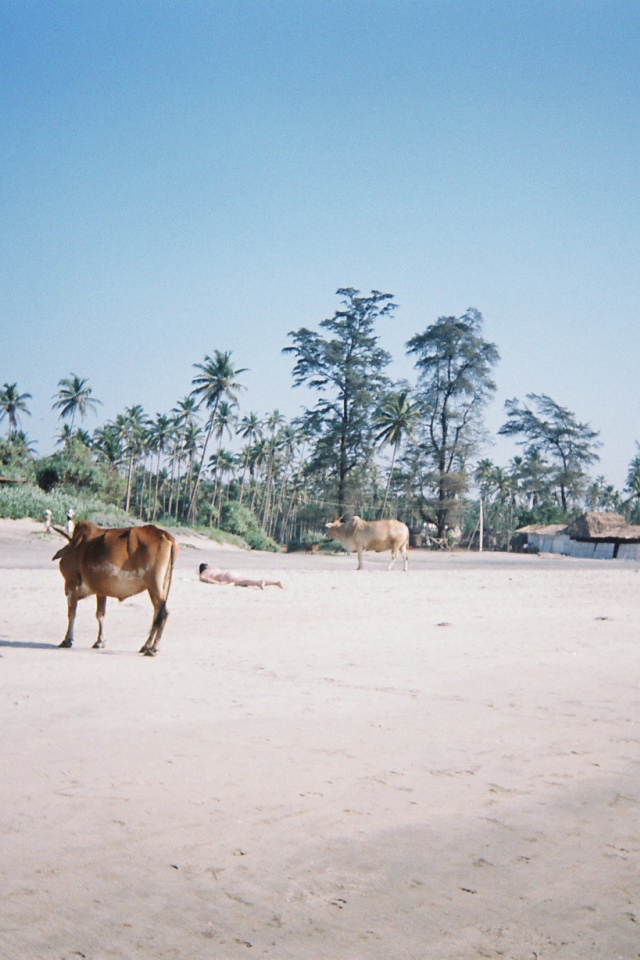 Коровы на пляжах Арамболь