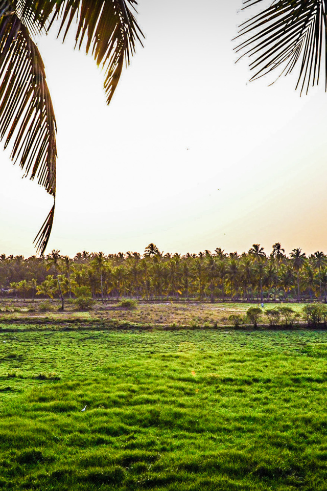 Поля на Гоа