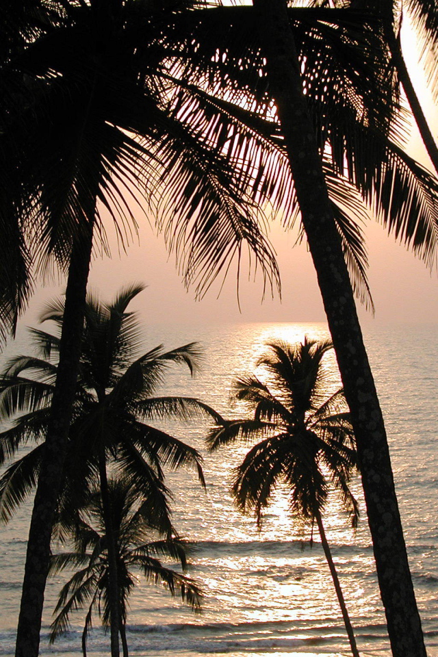 Пальмы на пляже в Вагаторе