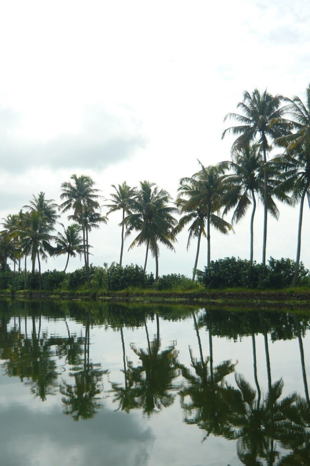 Пальмы в Алапуже