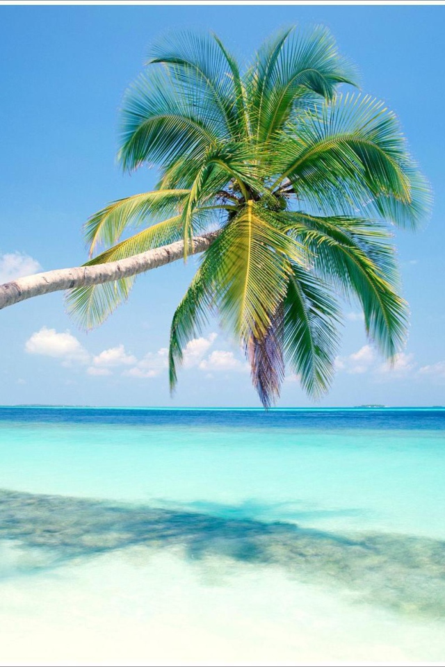 Пальмы в Гоа