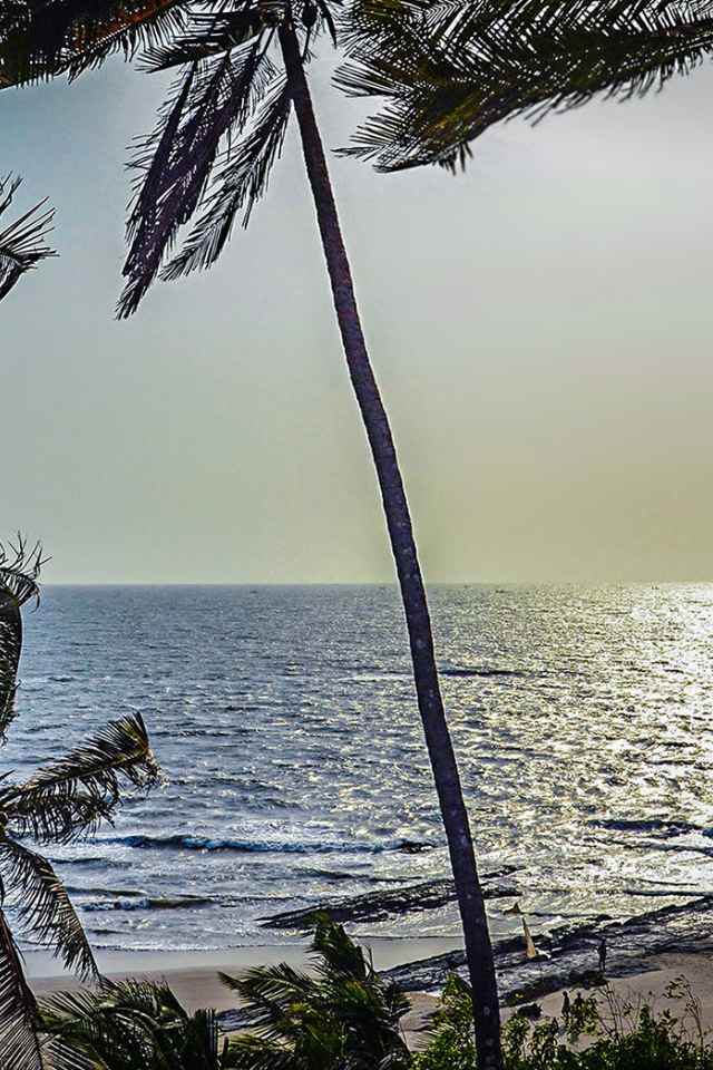 Пальмы на пляжах в Гоа