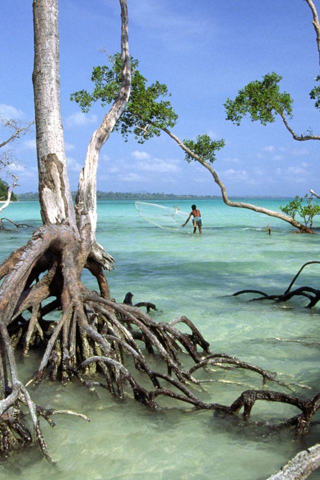 Необычные деревья на Андаманских островах