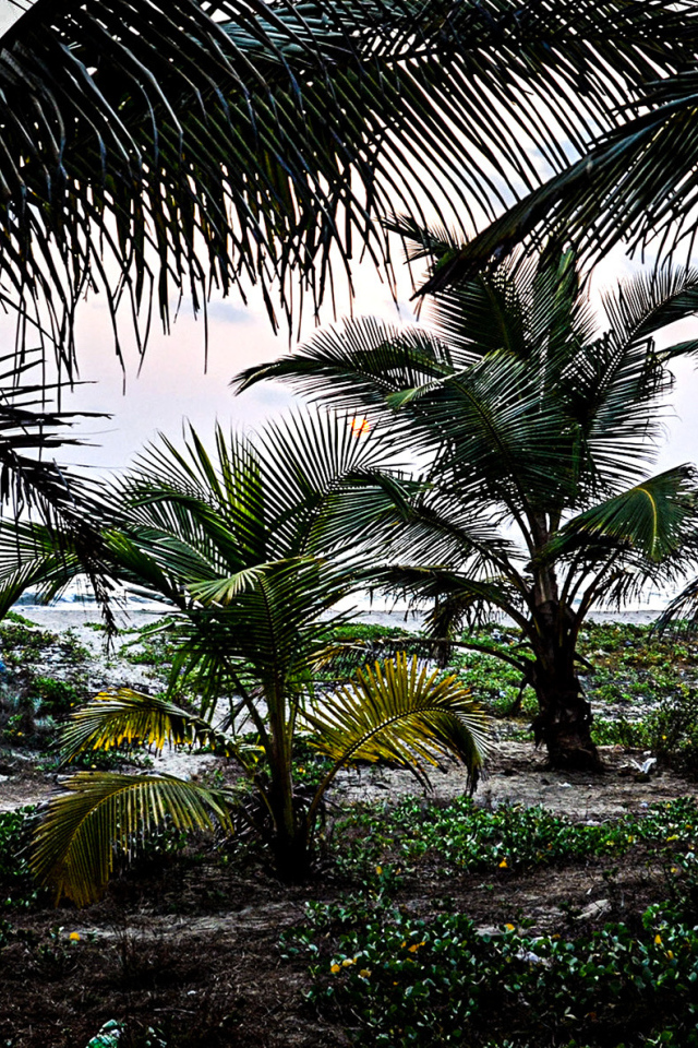 Растительность в Гоа