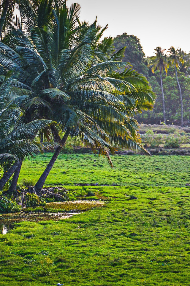 Чудесная природа в Гоа