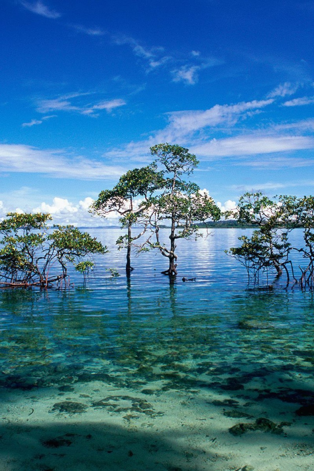 Чудесная природа на Андаманских островах