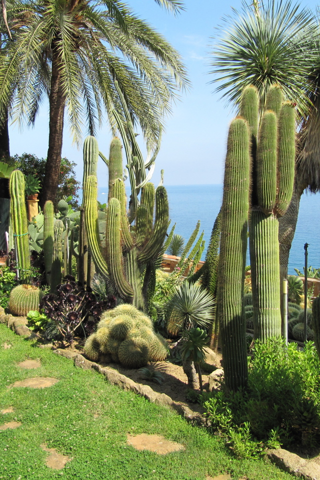 Кактусы на набережной на курорте Бордигера, Италия